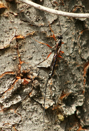 insect wasp ichneumonwasp