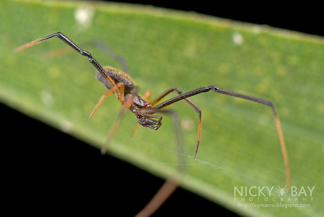 Comb-Footed Spider (Theridiidae) - DSC_3049
