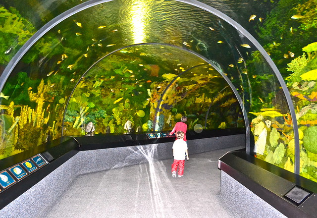 Sea World Orlando Florida- Walk through aquarium