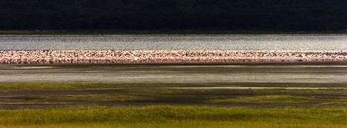 africa lake bird landscape kenya many wildlife flamingo flock scan lots multitude alotof naivasha