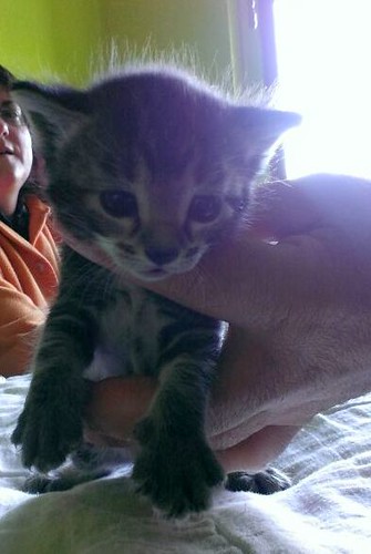 Grissom, gatito atigrado pardo tabby nacido en Marzo´14 en adopción. Valencia. ADOPTADO. 13610220705_129f555d48