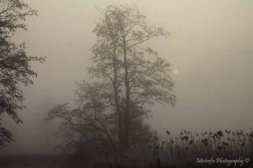 morning mist tree fog sunrise river germany landscape bayern deutschland bavaria nebel fluss landschaft sonnenaufgang morgen baum hallertau abens