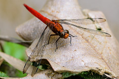 “unequal wings”. Dragonflies; hind wings broader than front pair held flat at rest, eyes may meet ontop of head