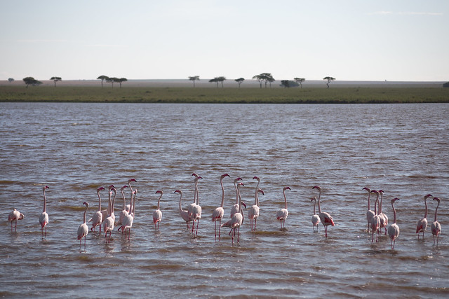 African Flamingos - Serengeti