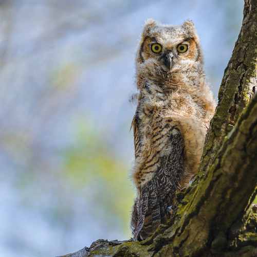 birdofprey owl nature bird bubovirginianus wildlife raptor owlet greathornedowl palmyra newjersey unitedstates nikon d800e