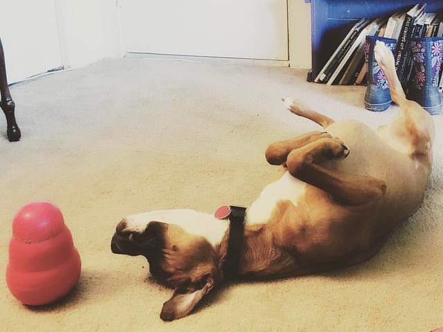 Upside Down Meditation on a Treat Toy #dogs #boxerdog #kongwobbler