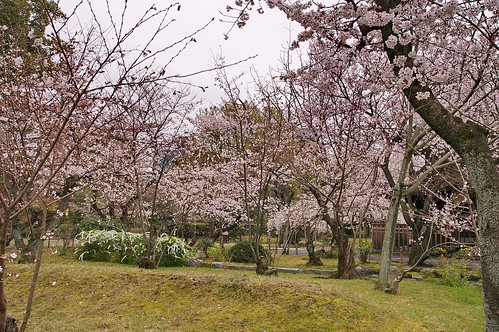 【写真】2013 桜 : 渉成園/2020-04-06/IMGP8903