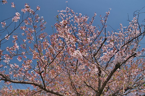 【写真】2013 桜 : 勧修寺/2021-02-03/IMGP9895