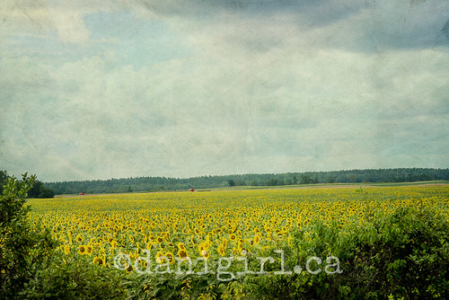 summer texture dailypic farm sunflowers bonnechere ottawavalley
