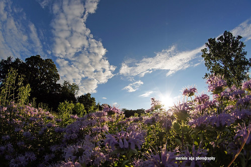 park flowers trees summer sky sun nature grass clouds landscape quote meadow fisheye thegalaxy