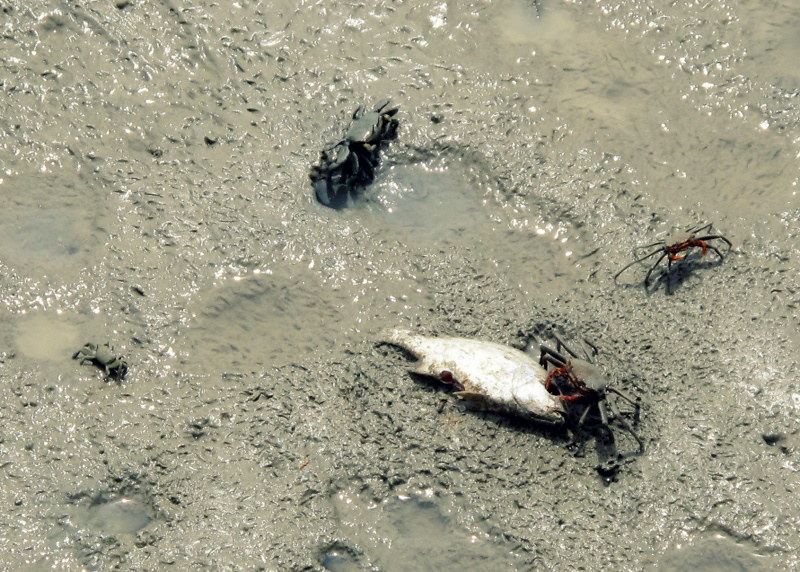 Pulau Ketam, Crab Island - inedible mud crabs
