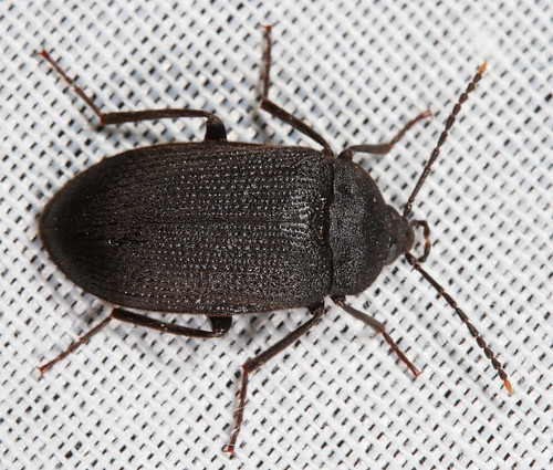 insect beetle northcarolina fieldtrip piedmont pilotmountain coleoptera tetratomidae canonefs60mmf28macrousm penthe penthepimelia velvetybarkbeetle pilotmtn20130826