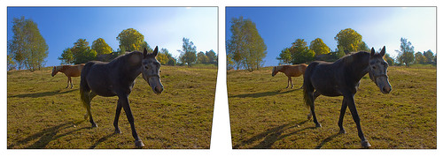 horses eye radio canon germany eos stereoscopic stereophoto stereophotography 3d crosseye crosseyed europe raw cross control pair saxony kitlens twin stereo sachsen stereoview remote spatial 1855mm sidebyside hdr 3dglasses hdri sbs transmitter stereoscopy synch in threedimensional stereo3d freeview cr2 stereophotograph vogtland crossview synchron 3rddimension 3dimage xview tonemapping kreuzblick 3dphoto 550d rodewisch stereophotomaker 3dstereo 3dpicture yongnuo stereotron
