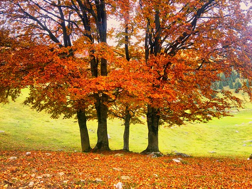 val monte festa parol autunno davide montagna pian malga altissimo brentonico campei varagna residori
