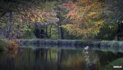 trees color colour water reflections woods peace tranquility canals lancashire chorley autumncolors theleedslivepoolcanal theleedstoliverpoolcanal