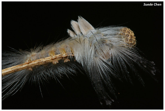 褐斑毒蛾 Olene dudgeoni (Swinhoe, 1907)