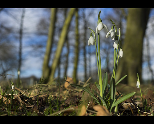 green nature beautiful leaves forest spring snowdrops manualfocus scunthorpe carlzeiss photosof imageof lowviewpoint imagesof viewsof sonya77 paulsimpsonphotography february2014