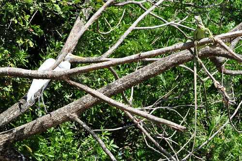 river costarica iguana egret paloverdenationalpark 55300 d5000 riotempisque