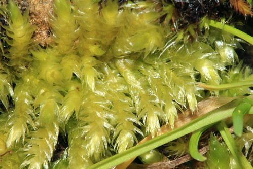 Rough-stalked Feather-moss 25856