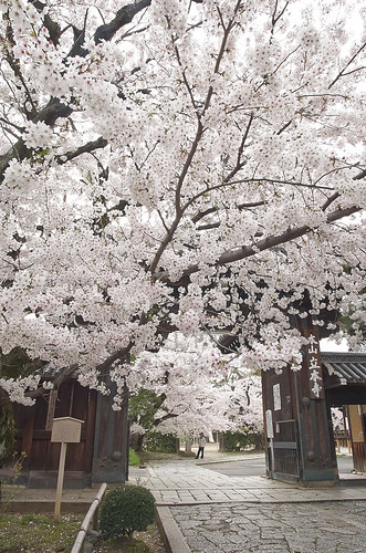 【写真】2014 桜 : 立本寺/2020-03-01/IMGP5751
