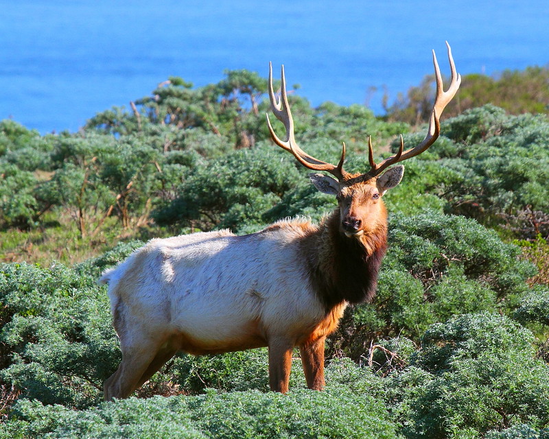 IMG_8310 Tule Elk, Point Reyes National Seashore