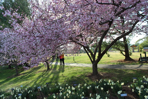 Meadowlark Botanic Gardens - Cherry Blossoms and Shadows