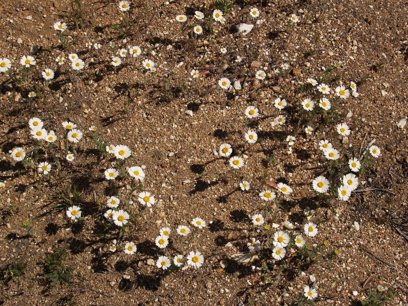 Small white desert flowers