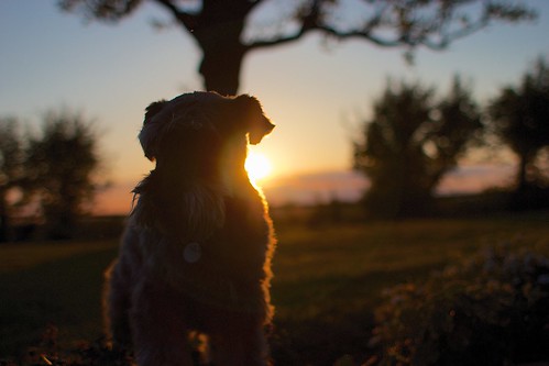 sunset dog canon miniature dusk 28mm schnauzer herefordshire usm f18 ef