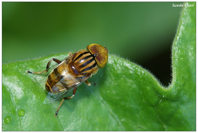 斑眼食蚜蠅 Genus Eristalinus