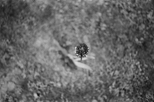 blackandwhite bw orchid film analog garden kodak olympus 400tx bn biancoenero analogica giardino olympusom10 orchidea pellicola
