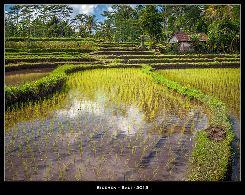 bali indonesia asia terrace olympus vert asie paysage ricefields indonesie sidemen gren rizieres jpmiss e620