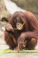Bornean Orangutan With Plants