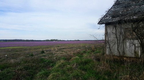 farm abandoned barn thistles purple spring polkcountymo bolivarmo southwestmissouri