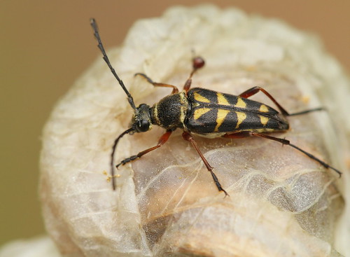 insect beetle coleoptera cerambycidae lepturinae typocerus typoceruszebra zebralonghorn northcarolina piedmont sigma150mmexdgf28macro