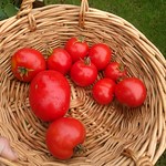 beefsteak tomato