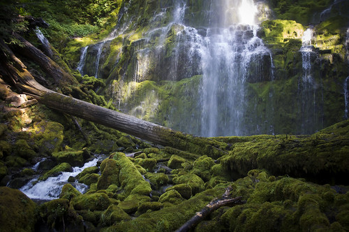 summer mountains water oregon creek forest outdoors waterfall woods stream hiking stones logs august pacificnorthwest mossy basalt columnar proxyfalls