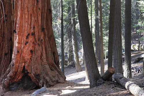 california trees tree nature forest outdoors woods ponderosa sequoianationalpark trailof100giants