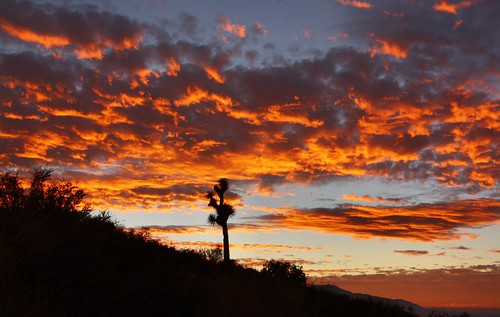 california travel sunset sky usa landscape twilight outdoor dusk joshuatree sunsetlight magichour joshuatreenationalpark canoneosrebelxs canoneos1000d
