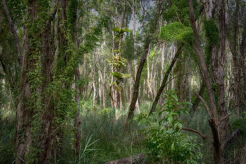 forest landscape bribieisland elkhorn staghorn redbeach paperbarkforest melaleukaforest paperbarkwetland