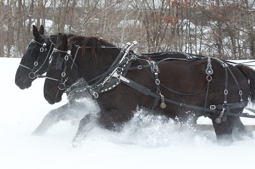 2014 Sleigh and Cutter Festival