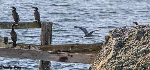 ocean california county cormorants point one bay coast highway sonoma marshall petaluma oyster reyes tomales