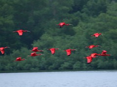 Scarlet Ibis - 4