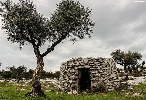 portugal landscape tree stone travel rocks rural countryside olive olea europaea old field