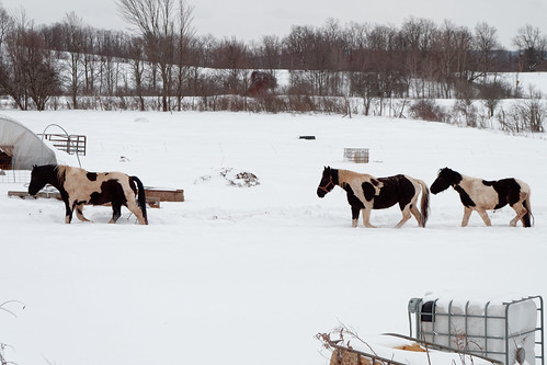 farm animal winter weather horse white landscape winterlandscape rural horsefarm glenville westglenville newyork capitaldistrict outdoor pentax pentaxart ks2 kmount schenectadycounty pentaxda1855mmwrlens
