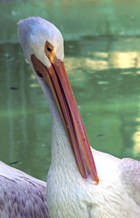 Memphis Zoo 08-31-2016 - American White Pelican 4