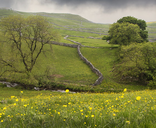 yellow stone wall landscape countryside yorkshire north dry moors british dales malham buttercups malhamdale
