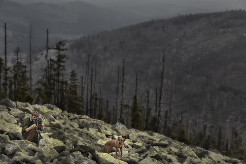 trees dog mountain berg forest fotograf fotografieren photographer hund wald bäume photographing bavarian bayerischer