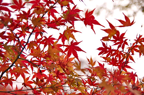 【写真】2012 紅葉 : 京都府立植物園/2019-04-01/IMGP8467