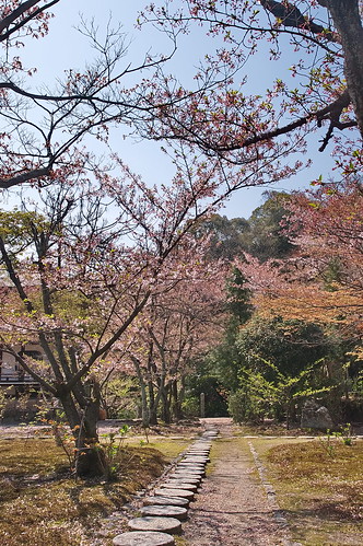 【写真】2013 桜 : 勧修寺/2021-02-03/IMGP9905