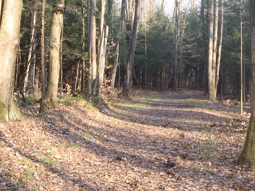 trails paths